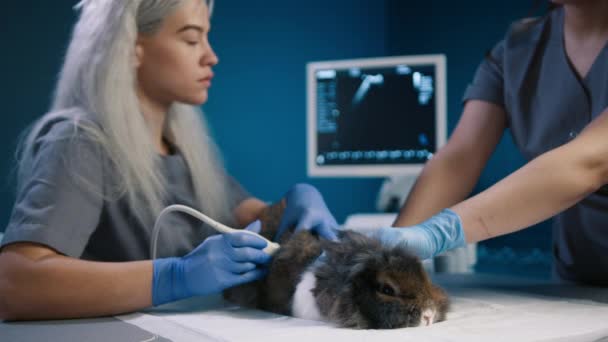 Cuidado Del Conejo Concepto Animales Sanos Dos Veterinarias Hembras Revisando — Vídeos de Stock