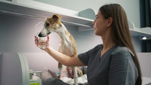 Ветеринарна Жінка Доглядає Домашнім Улюбленцем Встановлюючи Медичну Крапельницю Собак Сірого — стокове відео