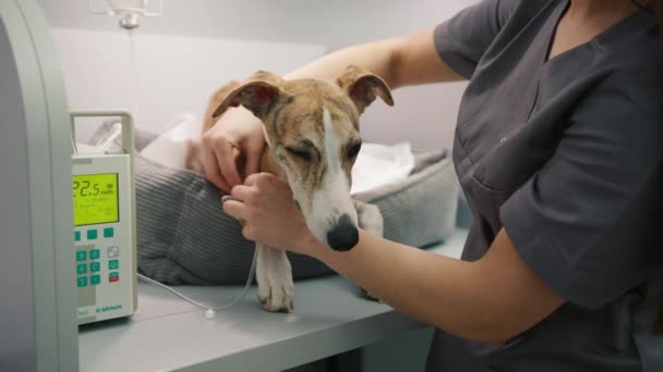 害怕的灰狗被兽医医疗设备包围着 兽医女性照顾宠物 兽医检查期间停药 通过医疗投药机将药物送到病犬身上 — 图库视频影像