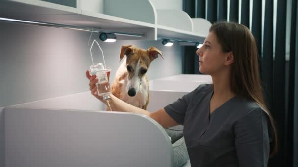 Whippet Ras Hond Met Dierenarts Vrouwelijke Opzetten Van Medische Dropper — Stockvideo