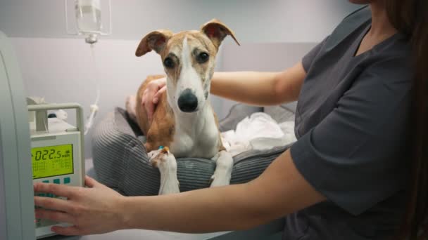 Vet Fêmea Cuidando Animal Estimação Descansando Fawn Colored Cão Raça — Vídeo de Stock