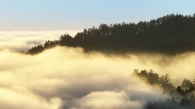 Güneşin doğuşunda, San Francisco Körfezi, Kaliforniya, Batı Yakası, ABD 'de ağaçların tepelerinin insansız hava aracı görüntüsü. Bulutların doğal manzarası sabah ışığında orman ağaçlarını kapladı. Doğal arkaplan, 4k görüntü