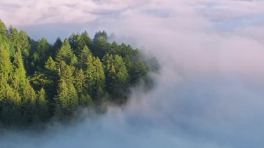 Sabah sisinin çarpıcı görüntüsü, San Francisco Körfez Bölgesi, Kaliforniya, Batı Sahili, ABD 'yi çevreleyen yeşil ormanı sardı. Kuşlar gökyüzündeki bulutlardan dışarı bakan ağaç tepelerini görür. Doğal arkaplan, 4k görüntü