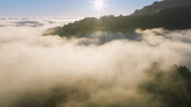 Gündoğumunda bulutların üzerinde uçan insansız hava aracı, San Francisco Körfez Bölgesi, Kaliforniya, Batı Kıyısı, ABD. Dağ tepelerinde büyüyen orman ağaçlarının kuş bakışı görüntüsü. Güneş ağacın tepesinde parlıyor, 4K görüntü.
