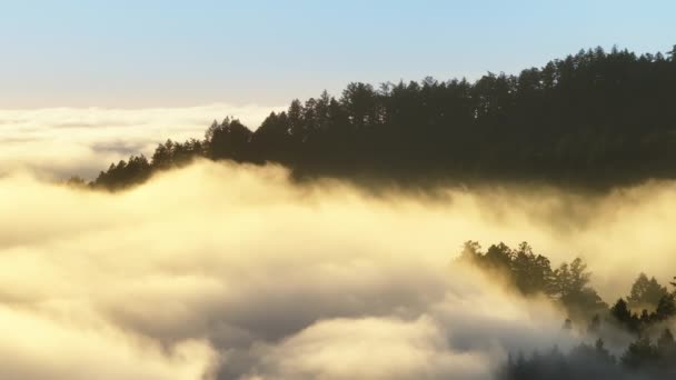 Drone Shot Tree Tops Fog Sun Rise San Francisco Bay — Stockvideo