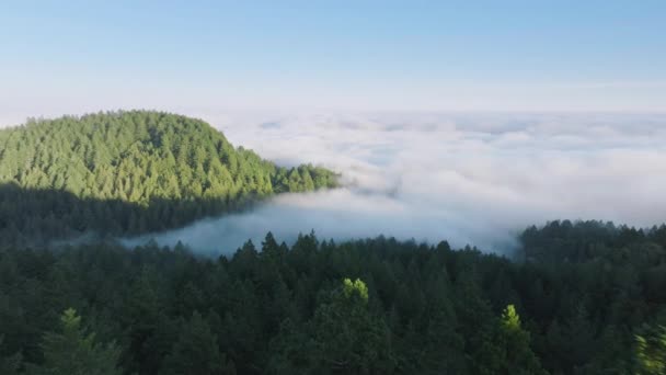在美国加州旧金山湾地区 西海岸的绿色冷杉山上飞行的无人机环绕着雾云 晨雾笼罩着森林树木 夏日雾蒙蒙的风景 4K段画面 — 图库视频影像