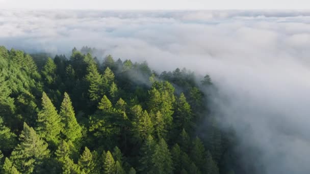 美国加利福尼亚 旧金山湾地区 西海岸 覆盖着晨雾的绿色树梢的头像 云彩形成的空中景观覆盖了森林树木 令人叹为观止的山区背景 — 图库视频影像