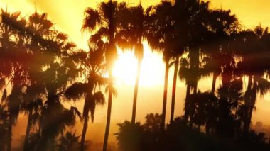 Santa Barbara, California, ABD 'deki palmiye ağaçlarının arasından geçen güneş ışığının insansız hava aracı görüntüsü. Dağların ardında güneş batıyor. Gün batımında palmiyeli turuncu gökyüzü manzarası, 4k görüntü. 