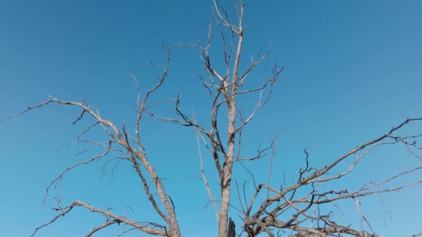 小鸟儿坐在干枯的老树上的低角度视图 无人机在蓝天的映衬下在树上飞来飞去 没有叶子的干树枝的自然景观 4K镜头 有复制空间 — 图库视频影像