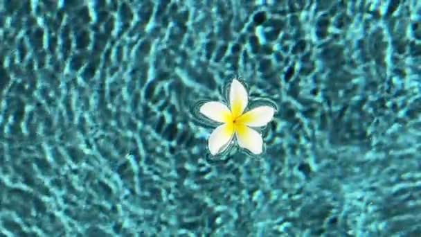 수영장에서 떠다니는 Frangipani 명확한 태양에 청록색 잔물결 투명한 원활한 동영상 — 비디오