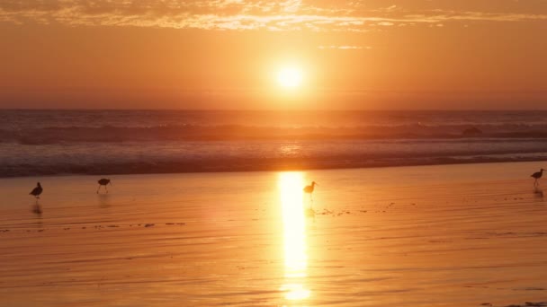 Lång Fakturerad Curlew Promenader Havet Stranden Vid Solnedgången Små Fåglar — Stockvideo