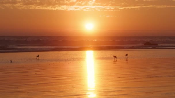 Pássaros Bonitos Costa Mar Curlew Longo Faturado Andando Longo Costa — Vídeo de Stock