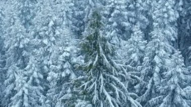 4K hava manzaralı mavi ve beyaz buzlu ağaç tepeleri. Karlı ormanda uzun çam ağaçlarının etrafında uçan drone. Soğuk bir günde kar fırtınası sırasında muhteşem çam ağaçlarının üzerinde insansız hava aracı manzarası. Donmuş kış tabiatı ABD