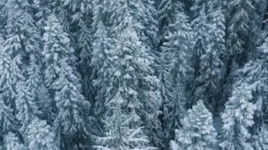 Donmuş ormana yağan karın sinematik dron görüntüleri. Kış harikalar diyarı, büyülü Noel tatilleri. Kar fırtınası sırasında manzaralı güzel Laponya ormanları. Sert kutup kışında buzlu ağaçların tepeleri