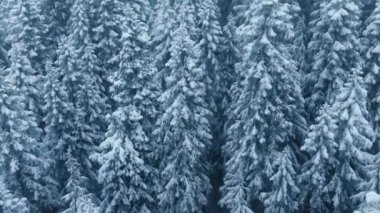 Kuzey 'deki donmuş ladin ormanının sinematik üst görüntüsü. Noel temalı doğa. Beyaz-mavi kış ormanı arka planı. Güzel kar yağışlı Kanada manzarası. Kopya arkaplanı için şaşırtıcı kış sahnesi