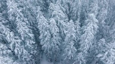 Kış Harikalar Diyarı. Spruce Ormanı 'nda kar yağarken uzayı kopyalayın. Kar tanelerinin insansız hava aracı atışı 4K. Kar fırtınasında dağ köknarı orman manzarası. Sinematik kış havası. Taze karla kaplı beyaz ağaçlar