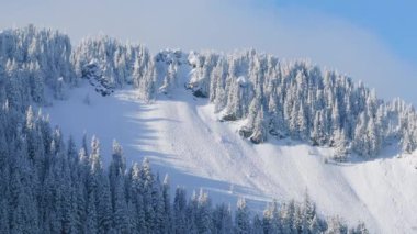 Sinematik hava manzaralı kış harikalar diyarı 4K görüntüleri. Parlak güneş ışığıyla kaplı donmuş kış ormanı manzarası. Köknar ormanındaki karlı ağaçların tepeleri masmavi gökyüzünün altında güneşle aydınlanıyor.