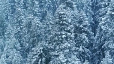 Soğuk bir günde kar fırtınası sırasında muhteşem çam ağaçlarının üzerinde. Karlı ormanda uzun çam ağaçlarının etrafında uçan drone. Donmuş kış tabiatı ABD 'de. 4K hava manzaralı mavi ve beyaz buzlu ağaç tepeleri
