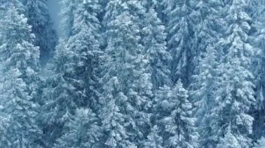 Kar fırtınasında dondurucu kış manzarası. Karlı ormanda uzun çam ağaçlarının etrafında uçan drone. Gökyüzü manzaralı mavi, beyaz, buzlu ağaç tepeleri. Soğuk bir günde kar fırtınası sırasında muhteşem çam ağaçlarının üzerinde.