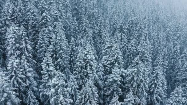 Ainda Neve Aérea Caindo Lentamente Floresta Pinheiros Azul Branco Bela — Vídeo de Stock
