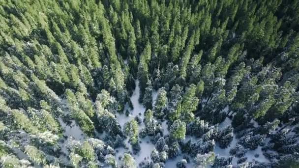 Evergreen Waldlandschaft Nach Schneefall Winterlicher Fichtenwald Sonnigen Tag Winterurlaub Hintergrund — Stockvideo