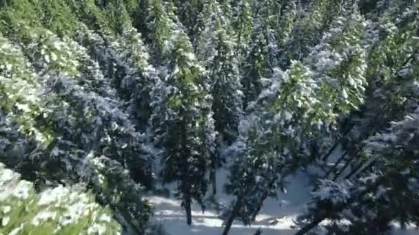 在阳光灿烂寒冷的日子里 空中的高山环境 在常绿云杉林上空飞行的无人机 俯瞰覆盖着新鲜白雪4K的冷杉树 冬季的自然与雪地的树木景观 — 图库视频影像