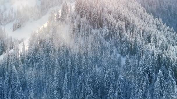 休日の旅行と観光の背景 朝の日の出の冬のアルパインの自然景観 曇りの木のトップは霧の晴れた雲で覆われています ウィンターフォレスト自然空中4K 雪は背の高い松の木を覆いました — ストック動画