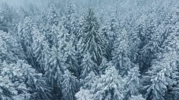 4K空中无人驾驶飞机在雪地森林的高大松树周围盘旋 蓝白相间的霜冻树梢 冬天严寒的日子里 无人机在雾蒙蒙的松林上俯瞰着迷人的景色 寒冷的冬季自然景观 — 图库视频影像