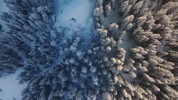 上の雪は美しい光で照らされた森の木のトップを覆いました シネマティックな空中ビュー冬の風景ドローン映像4K 明るい日差しの下で雪で深く覆われた凍った冬の森 — ストック動画