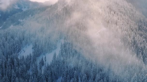 雪は美しい黄金の太陽の光で魔法の霧で覆われた青い松の木を覆いました 空飛ぶ鳥の目は冬の不思議なランドスケープドローンの映像4Kを見ます シネマティックウィンターマウンテン 晴れた朝 — ストック動画