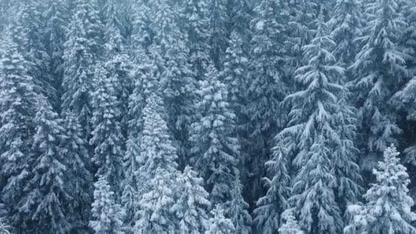 Рождественская Тематика Белый Синий Фон Зимнего Леса Красивый Снегопад Пейзаж — стоковое видео