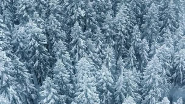 Drone Tiro Flocos Neve Vista Floresta Abeto Montanha Tempestade Neve — Vídeo de Stock