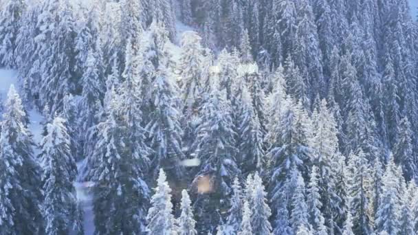 Яскравий Сонячний Пейзаж Сніг Блищить Золотим Сонячним Світлом Різдвяна Хуртовина — стокове відео