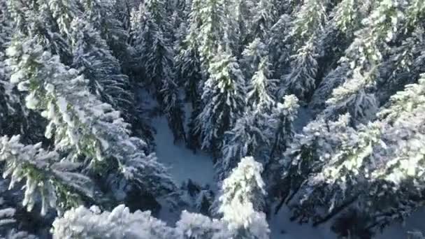 Vinternatur Med Snöiga Träd Flyg Berg Miljö Solig Kall Dag — Stockvideo