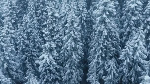 Kuzey Deki Donmuş Ladin Ormanının Sinematik Üst Görüntüsü Noel Temalı — Stok video