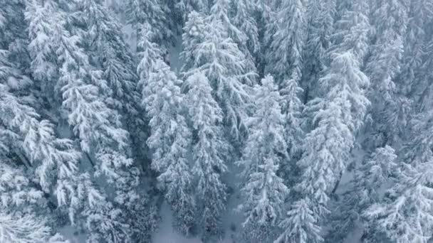 冬季仙境背景 降雪时在云杉森林复制空间 一杆雪片4K 在暴风雪中 山杉林尽收眼底 电影冬季天线 白树上覆盖着新雪 — 图库视频影像