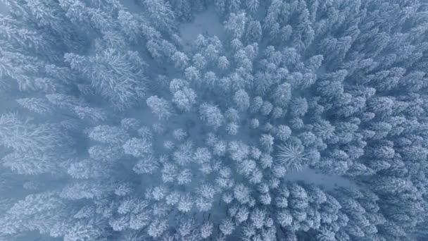 从上往下看暴风雪天气 下着大雪 在暴风雪的日子里 在雪地上飞行的无人机盖住了树木 美国华盛顿北美国家公园冬季仙境的史诗式空中景观 — 图库视频影像