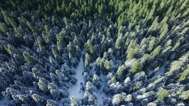 Flygfoto Vacker Vinter Landskap Med Nysnö Granar Overhead Vinter Granskog — Stockvideo