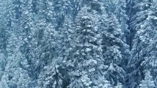Overhead Acima Pinheiros Incríveis Durante Tempestade Neve Dia Gelado Drone — Vídeo de Stock