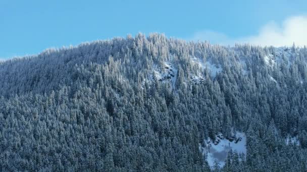 Landschappelijk Uitzicht Bevroren Winterbos Bedekt Met Sneeuw Fel Zonlicht Boomtoppen — Stockvideo