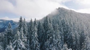 Stevens dağları geçiyor, Baker Dağı Snoqualmie Ulusal Ormanı. ABD turizmi arka planı kopyaladı. Güzel kar manzaralı 4K. Kuzey Amerika dağ doğası Kış güneşli sabahları