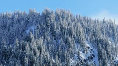 Köknar ormanındaki karlı ağaç tepeleri mavi gökyüzünün altında güneşle aydınlatılıyor. Sinematik hava manzaralı kış harikalar diyarı 4K görüntüleri. Manzaralı, dondurucu kış ormanı. Parlak güneş ışığıyla kaplı.