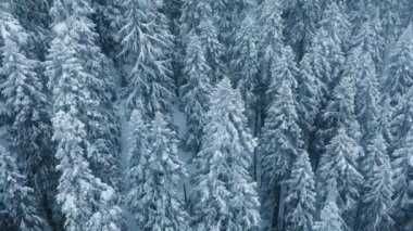 4K USA kış ormanındaki kar tanelerinin insansız hava aracı görüntüleri. Kar yağışı sırasında soğuk dağlardaki büyülü donmuş ladin ormanları. İnsansız hava aracı kış manzarası karla kaplı uzun mavi çam ağaçları