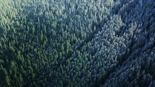Flyskudd Eviggrønne Furutrær Dekket Med Frisk Snø Vinterfjellskogen Kald Lys – stockvideo