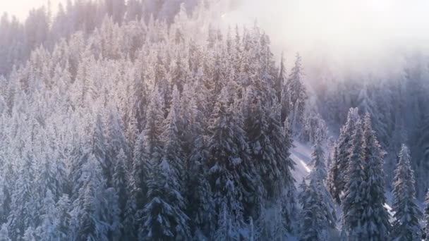 Mroźne Wierzchołki Drzew Pokryte Mglistymi Słonecznymi Chmurami Zimowy Las Natura — Wideo stockowe