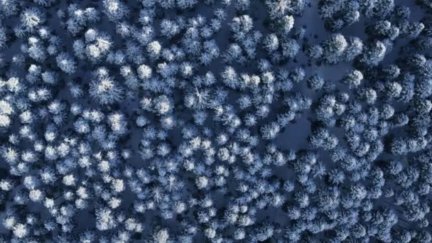 刚刚下了雪的云杉林的壮丽景色 从上往下俯瞰高山上阳光灿烂的冬日 无人机降落在被白雪覆盖的高山森林上空4K子弹击中 — 图库视频影像