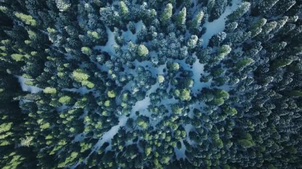 寒冷的冬日早晨 森林被结冰的新雪覆盖了一半 视野开阔 寒冷晴朗的冬日 空中射满了新落雪的常绿松树 — 图库视频影像