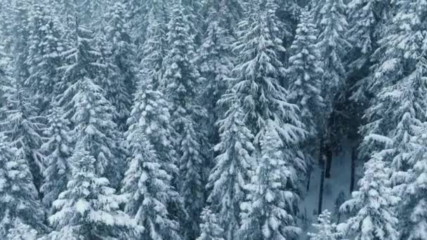 Aerial Sfondo Bianco Blu Foresta Invernale Bella Neve Caduta Paesaggio — Video Stock