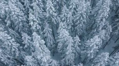 Taze karla kaplı beyaz ağaçlar. Kış Harikalar Diyarı. Spruce Ormanı 'nda kar yağarken uzayı kopyalayın. Kar tanelerinin insansız hava aracı atışı 4K. Kar fırtınasında dağ köknarı orman manzarası. Sinematik kış havası