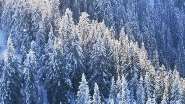 Чарівна Зимова Сцена Синьому Ялиновому Лісі Блискучими Сніжинками Падають Красиве — стокове відео